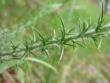 Feuille en épine courbée, ramifiée uniquement à la base et dépassant légèrement les fleurs. Agrandir dans une nouvelle fenêtre (ou onglet)