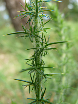 Feuille en épine courbée, ramifiée uniquement à la base et dépassant légèrement les fleurs. Agrandir dans une nouvelle fenêtre (ou onglet)