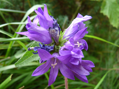 Fleurs lilas à bleu constituées de 5 pétales. Agrandir dans une nouvelle fenêtre (ou onglet)