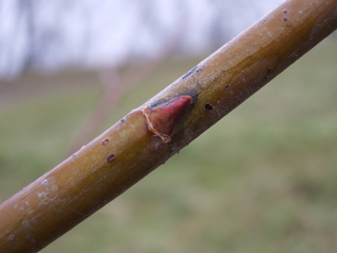 Bourgeons soyeux. Agrandir dans une nouvelle fenêtre (ou onglet)