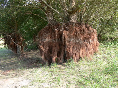 Arbre situé sur un terrain inondé durant 6 mois chaque année. Agrandir dans une nouvelle fenêtre (ou onglet)