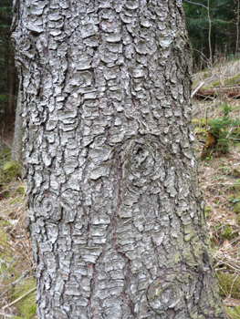 Tronc à l'écorce gris verdâtre devenant écaillée avec l'âge. Agrandir dans une nouvelle fenêtre (ou onglet)