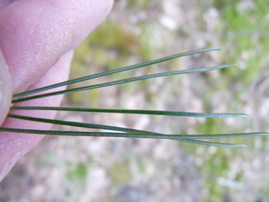 Aiguilles souples et non piquantes groupées par 5 et longues de 5 à 7 cm. Agrandir dans une nouvelle fenêtre (ou onglet)