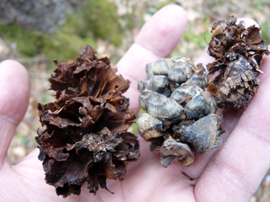 Cônes très épais quand ils sont mûrs, de forme cylindriques (7 cm de long pour 5 cm de large), voire sphériques, de couleur violacée. Les graines sont dépourvues d'ailes. Agrandir dans une nouvelle fenêtre (ou onglet)