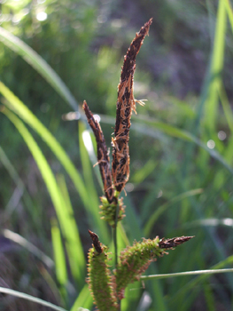 2 ou 3 fleurs mâles brun sombre formant des épis à l'extrémité de la tige. Agrandir dans une nouvelle fenêtre (ou onglet)