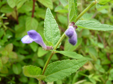 Fleurs bleu violet longues de 1 à 2 cm, solitaire ou groupées par 2 à l'aisselle des feuilles. Agrandir dans une nouvelle fenêtre ou onglet)