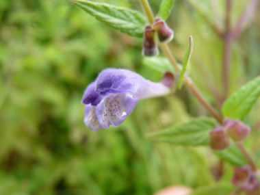 Fleurs bleu violet longues de 1 à 2 cm, solitaire ou groupées par 2 à l'aisselle des feuilles. Agrandir dans une nouvelle fenêtre ou onglet)