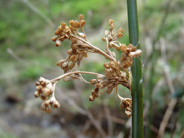 Fleurs groupées en panicule latérale. Agrandir dans une nouvelle fenêtre (ou onglet)