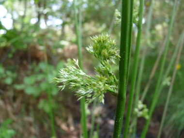 Fleurs groupées en panicule latérale. Agrandir dans une nouvelle fenêtre (ou onglet)