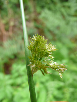 Fleurs groupées en panicule latérale. Agrandir dans une nouvelle fenêtre (ou onglet)