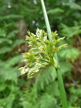 Fleurs groupées en panicule latérale. Agrandir dans une nouvelle fenêtre (ou onglet)