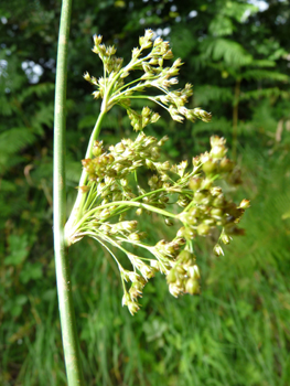 Fleurs groupées en panicule latérale. Agrandir dans une nouvelle fenêtre (ou onglet)