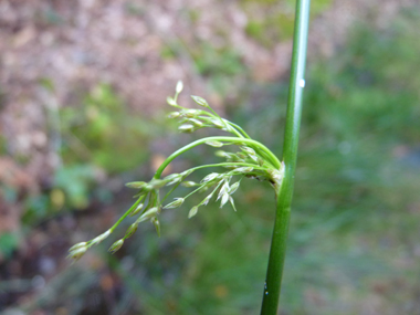 Fleurs groupées en panicule latérale. Agrandir dans une nouvelle fenêtre (ou onglet)