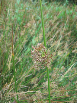 Fleurs groupées en panicule latérale. Agrandir dans une nouvelle fenêtre (ou onglet)