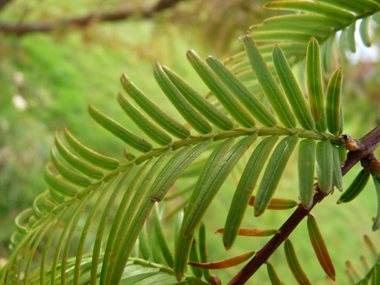 Feuilles opposées vert pâle, longues de 2 à 5 cm et larges de 2 mm. Agrandir dans une nouvelle fenêtre (ou onglet)