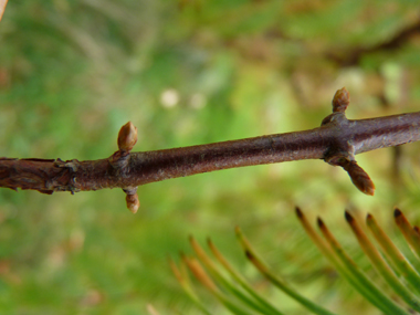 Bourgeons latéraux pédiculés. Agrandir dans une nouvelle fenêtre (ou onglet)