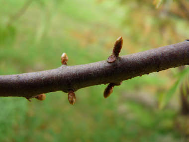 Bourgeons latéraux pédiculés. Agrandir dans une nouvelle fenêtre (ou onglet)