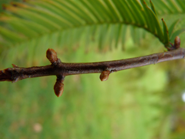 Bourgeons latéraux pédiculés. Agrandir dans une nouvelle fenêtre (ou onglet)