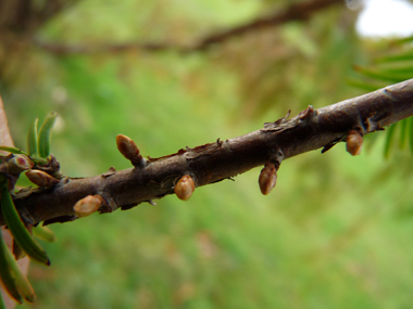 Bourgeons latéraux pédiculés. Agrandir dans une nouvelle fenêtre (ou onglet)