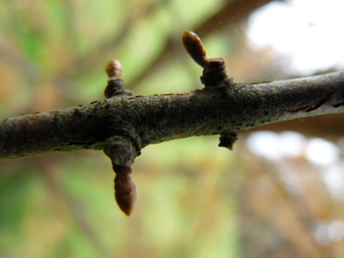 Bourgeons latéraux pédiculés. Agrandir dans une nouvelle fenêtre (ou onglet)