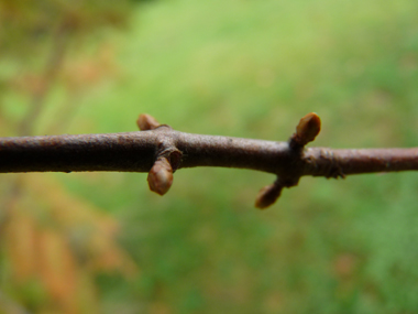 Bourgeons latéraux pédiculés. Agrandir dans une nouvelle fenêtre (ou onglet)