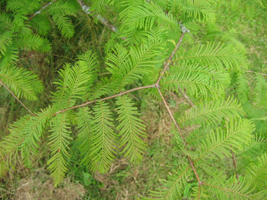 Feuilles opposées vert pâle, longues de 2 à 5 cm et larges de 2 mm. Agrandir dans une nouvelle fenêtre (ou onglet)