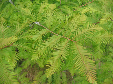 Feuilles opposées vert pâle, longues de 2 à 5 cm et larges de 2 mm. Agrandir dans une nouvelle fenêtre (ou onglet)