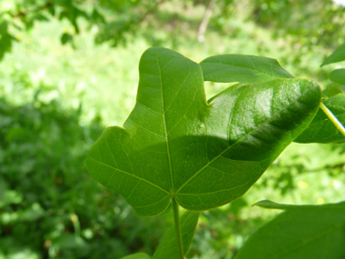 Petites feuilles (environ 5 cm) opposées comportant 3 lobes arrondis et de dimensions semblables, le limbe étant porté par un long pétiole. Agrandir dans une nouvelle fenêtre (ou onglet)