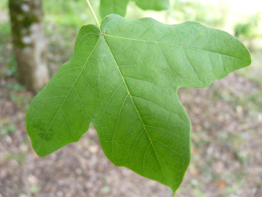 Petites feuilles (environ 5 cm) opposées comportant 3 lobes arrondis et de dimensions semblables, le limbe étant porté par un long pétiole. Agrandir dans une nouvelle fenêtre (ou onglet)