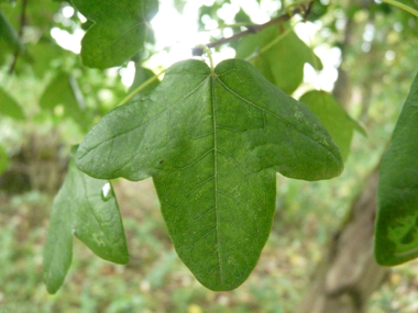 Petites feuilles (environ 5 cm) opposées comportant 3 lobes arrondis et de dimensions semblables, le limbe étant porté par un long pétiole. Agrandir dans une nouvelle fenêtre (ou onglet)