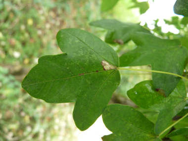 Petites feuilles (environ 5 cm) opposées comportant 3 lobes arrondis et de dimensions semblables, le limbe étant porté par un long pétiole. Agrandir dans une nouvelle fenêtre (ou onglet)