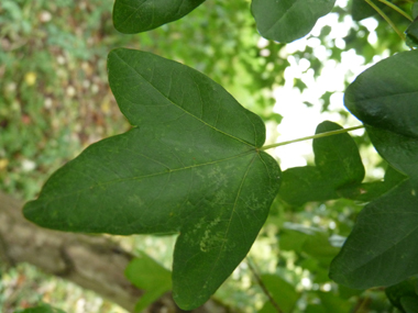 Petites feuilles (environ 5 cm) opposées comportant 3 lobes arrondis et de dimensions semblables, le limbe étant porté par un long pétiole. Agrandir dans une nouvelle fenêtre (ou onglet)