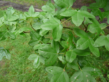 Petites feuilles (environ 5 cm) opposées comportant 3 lobes arrondis et de dimensions semblables, le limbe étant porté par un long pétiole. Agrandir dans une nouvelle fenêtre (ou onglet)