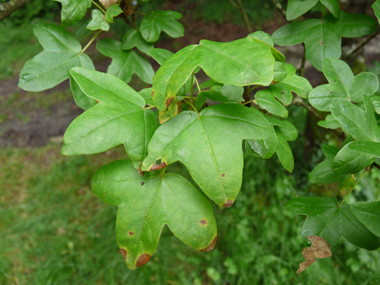 Petites feuilles (environ 5 cm) opposées comportant 3 lobes arrondis et de dimensions semblables, le limbe étant porté par un long pétiole. Agrandir dans une nouvelle fenêtre (ou onglet)