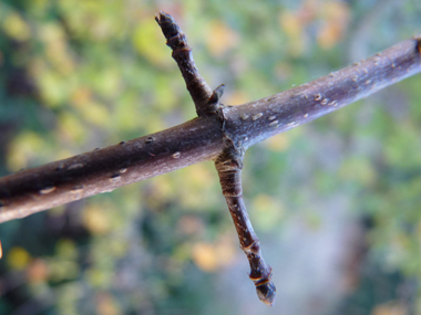 Rameaux opposés-décussés,  les jeunes étant pourvus de lenticelles. Agrandir dans une nouvelle fenêtre (ou onglet)