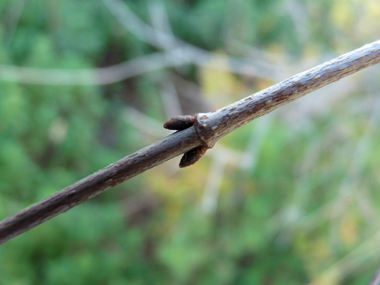 Petits bourgeons bruns et allongés doté d'écailles légèrement velues. Agrandir dans une nouvelle fenêtre (ou onglet)