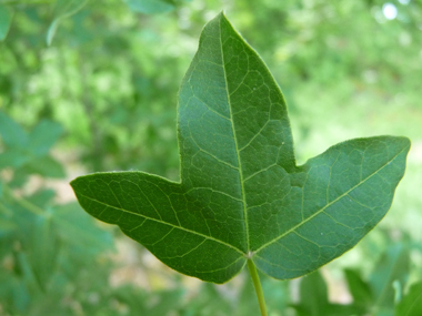 Petites feuilles (environ 5 cm) opposées comportant 3 lobes arrondis et de dimensions semblables, le limbe étant porté par un long pétiole. Agrandir dans une nouvelle fenêtre (ou onglet)