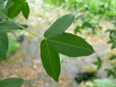 Petites feuilles (environ 5 cm) opposées comportant 3 lobes arrondis et de dimensions semblables, le limbe étant porté par un long pétiole. Agrandir dans une nouvelle fenêtre (ou onglet)