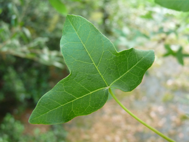 Petites feuilles (environ 5 cm) opposées comportant 3 lobes arrondis et de dimensions semblables, le limbe étant porté par un long pétiole. Agrandir dans une nouvelle fenêtre (ou onglet)