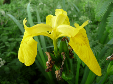 2 ou 3 grandes fleurs totalement jaunes. Agrandir dans une nouvelle fenêtre (ou onglet)