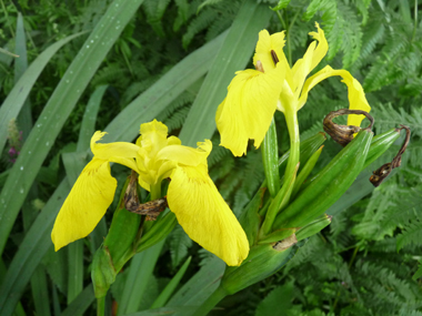 2 ou 3 grandes fleurs totalement jaunes. Agrandir dans une nouvelle fenêtre ou onglet)