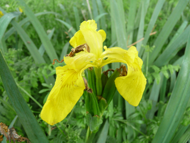 2 ou 3 grandes fleurs totalement jaunes. Agrandir dans une nouvelle fenêtre ou onglet)