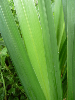 Longues feuilles vertes en forme de glaive (jusque 1,20 m soit nettement plus que l'iris fétide). Agrandir dans une nouvelle fenêtre ou onglet)