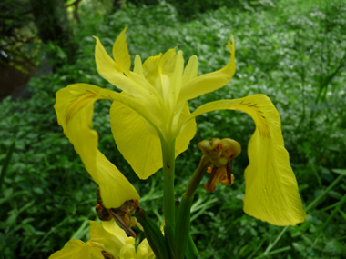 2 ou 3 grandes fleurs totalement jaunes. Agrandir dans une nouvelle fenêtre (ou onglet)