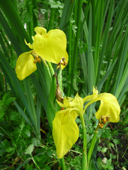 2 ou 3 grandes fleurs totalement jaunes. Agrandir dans une nouvelle fenêtre ou onglet)