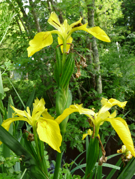 2 ou 3 grandes fleurs totalement jaunes. Agrandir dans une nouvelle fenêtre (ou onglet)