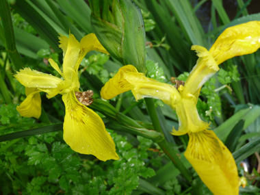 2 ou 3 grandes fleurs totalement jaunes. Agrandir dans une nouvelle fenêtre ou onglet)