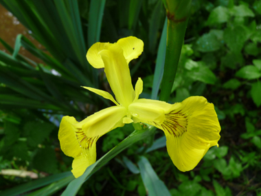 2 ou 3 grandes fleurs totalement jaunes. Agrandir dans une nouvelle fenêtre (ou onglet)