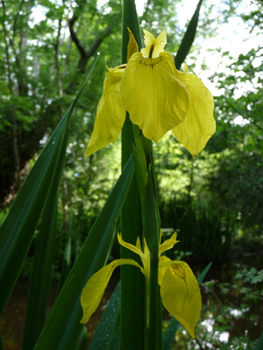 2 ou 3 grandes fleurs totalement jaunes. Agrandir dans une nouvelle fenêtre ou onglet)