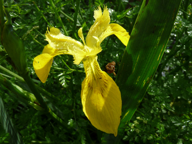 2 ou 3 grandes fleurs totalement jaunes. Agrandir dans une nouvelle fenêtre ou onglet)